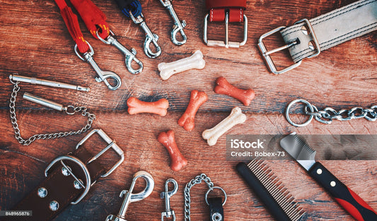 Accessoires pour chien