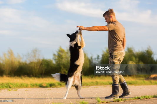Comment dresser un chien