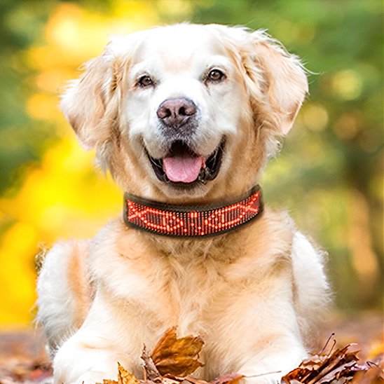 Collier lumineux chien 