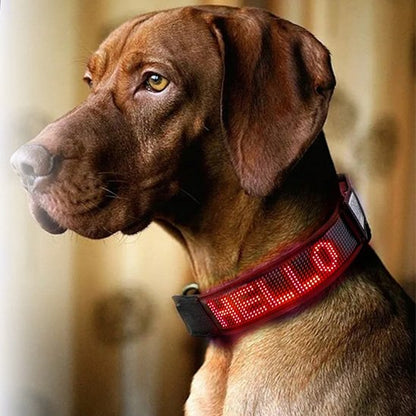 Collier lumineux chien 