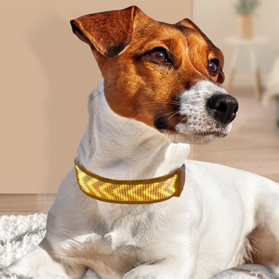 Collier lumineux chien 