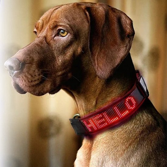 Collier lumineux chien 