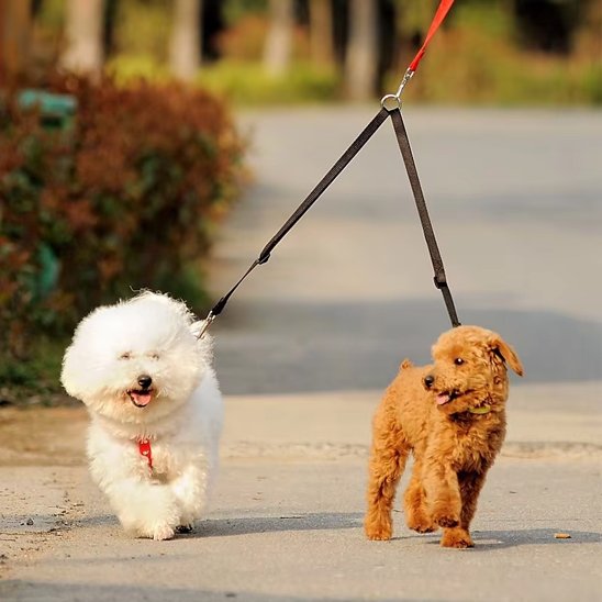 Laisse double pour chien