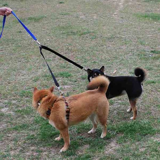 Laisse double pour chien