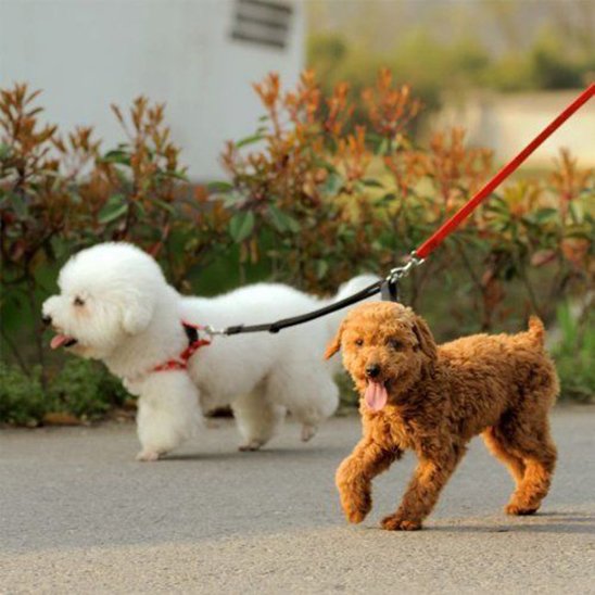 Laisse double pour chien
