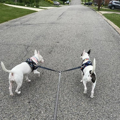 Laisse double pour chien